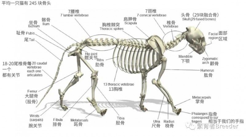 猫身体结构和感官特征分析