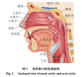 前鼻腔与后鼻腔香气感知差异